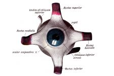 Drawings Of Eyeballs 2