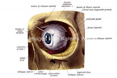 Drawings Of Eyeballs 1