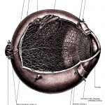 The Anatomy Of The Eye 16