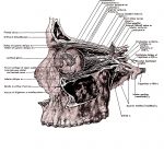 The Anatomy Of The Eye 6