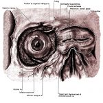 The Anatomy Of The Eye 8