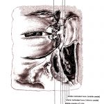 The Anatomy Of The Eye 9