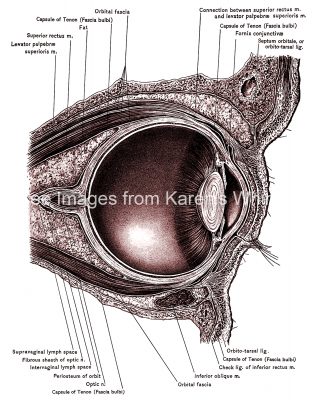 The Anatomy Of The Eye 1