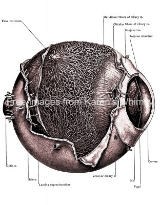 The Anatomy Of The Eye 12