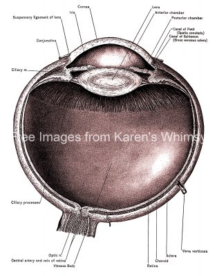 The Anatomy Of The Eye 13