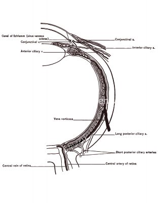 The Anatomy Of The Eye 17