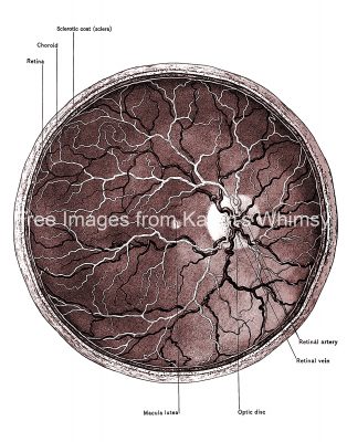 The Anatomy Of The Eye 18