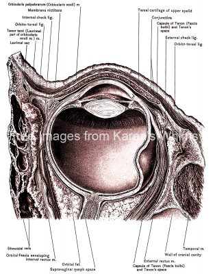 The Anatomy Of The Eye 2