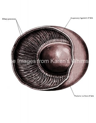 The Anatomy Of The Eye 21