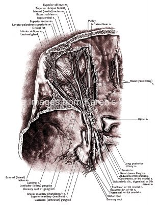 The Anatomy Of The Eye 3