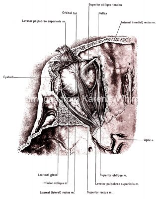 The Anatomy Of The Eye 4