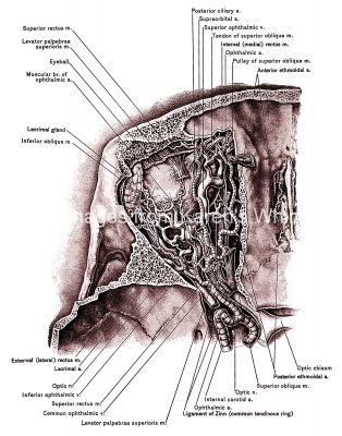 The Anatomy Of The Eye 5