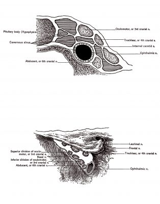 The Anatomy Of The Eye 7