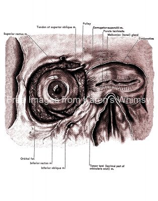 The Anatomy Of The Eye 8