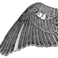 Bird Wings
