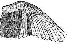 Bird Wings 2