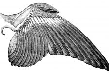 Bird Wings 4