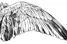 Bird Wings 6