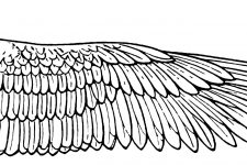 Bird Wings 7