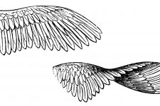 Bird Wings 8