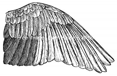 Bird Wings 3