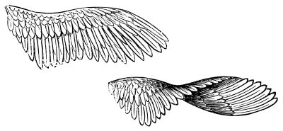 Bird Wings 8