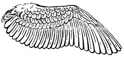Bird Wings 9