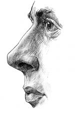 Drawings Of The Nose 1