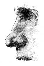 Drawings Of The Nose 2
