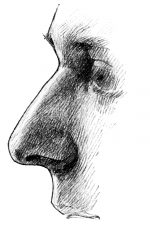 Drawings Of The Nose 4