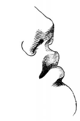 Drawings Of The Nose 12