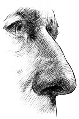 Drawings Of The Nose 3