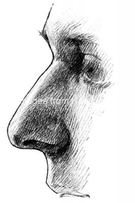 Drawings Of The Nose 4