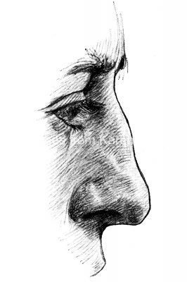 Drawings Of The Nose 6