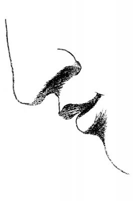 Drawings Of The Nose 7