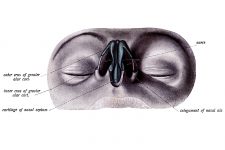 The Nose Anatomy 13