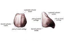 The Nose Anatomy 15