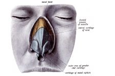 The Nose Anatomy 2