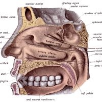 The Nose Anatomy