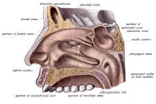 The Nose Anatomy 4