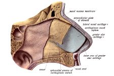 The Nose Anatomy 5