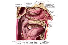 The Nose Anatomy 8