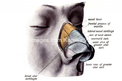 The Nose Anatomy 1