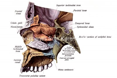 The Nose Anatomy 11