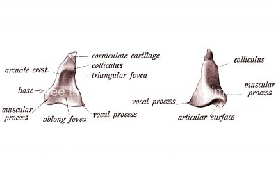 The Nose Anatomy 16