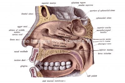 The Nose Anatomy 3