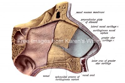 The Nose Anatomy 5