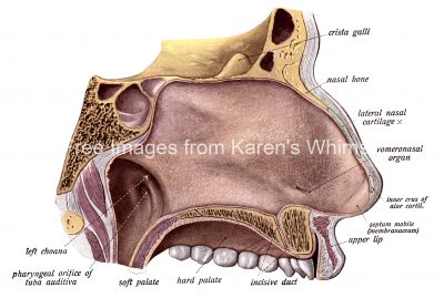 The Nose Anatomy 6