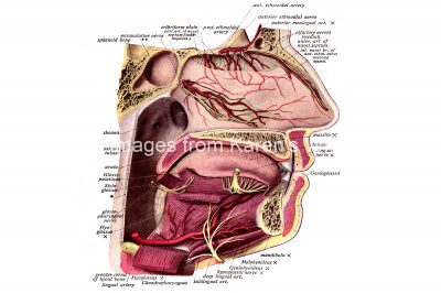 The Nose Anatomy 7