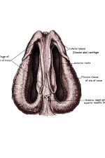 Diagrams Of The Nose 2